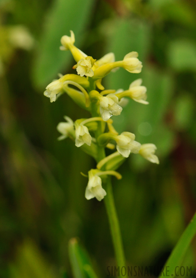 Platanthera clavellata [105 mm, 1/800 sec at f / 14, ISO 800]